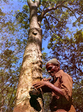 天然ゴム樹液
